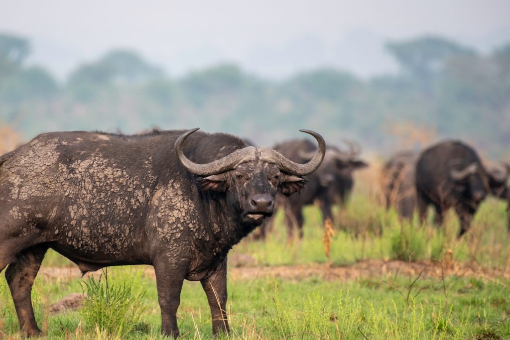 Top Activities to do in Queen Elizabeth National Park
