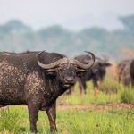 Top Activities to do in Queen Elizabeth National Park