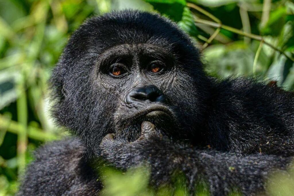 Uganda, the Primate Capital of the World. Located in the heart of East Africa, Uganda has rightfully earned the title of the "Primate