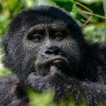 Uganda, the Primate Capital of the World. Located in the heart of East Africa, Uganda has rightfully earned the title of the "Primate