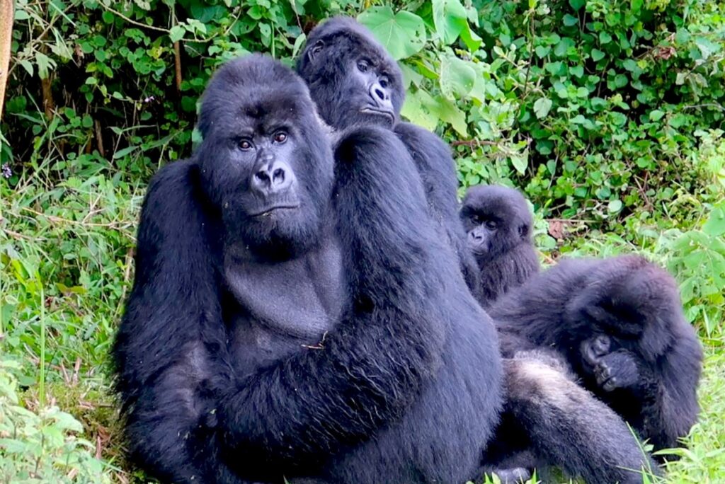 A Tale of Uganda and Rwanda in Africa: Africa is a continent renowned for its diverse landscapes, rich cultures, and abundant wildlife
