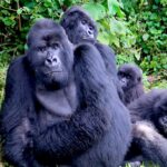 A Tale of Uganda and Rwanda in Africa: Africa is a continent renowned for its diverse landscapes, rich cultures, and abundant wildlife