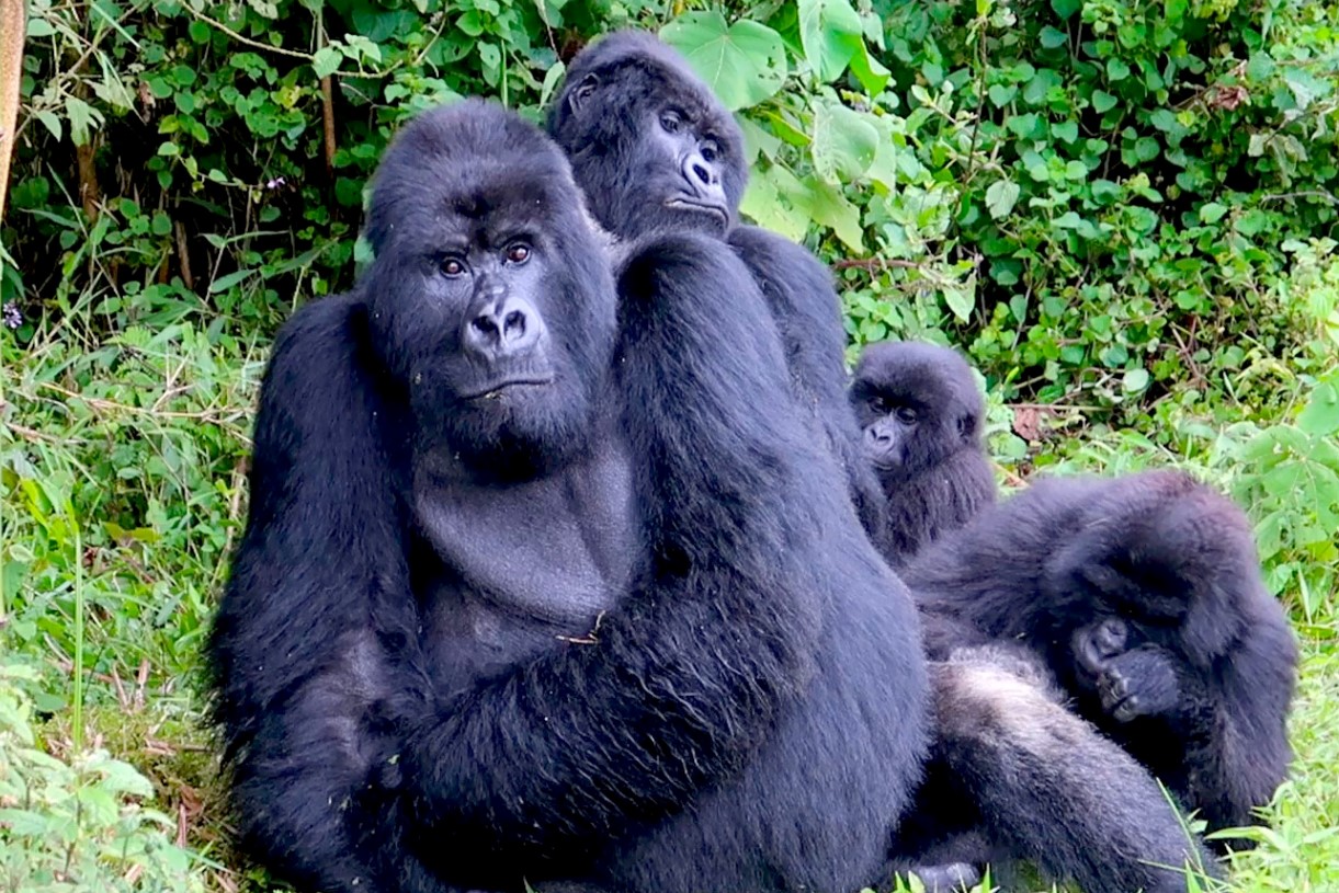 A Tale of Uganda and Rwanda in Africa: Africa is a continent renowned for its diverse landscapes, rich cultures, and abundant wildlife