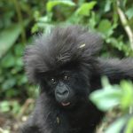 Are Gorillas Primates