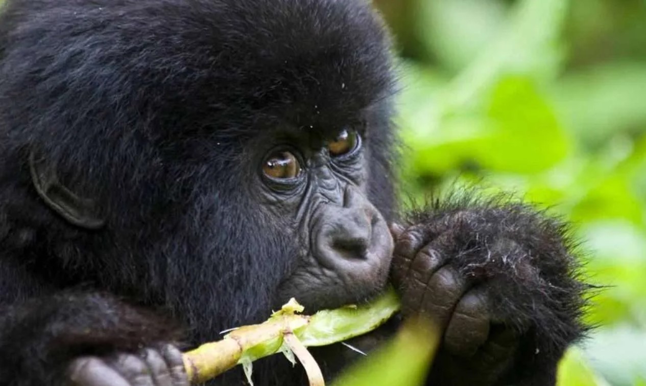 Age Limits for Bwindi Gorilla Trekking: Travelers planning a trip to Uganda’s gorilla parks must be aware that the minimum age