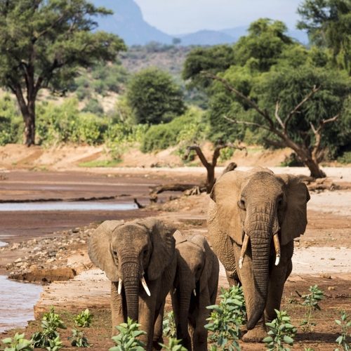 unforgettable Wildlife Game Viewing Safaris