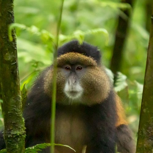 Rwanda safaris and tours Nakra Safaris