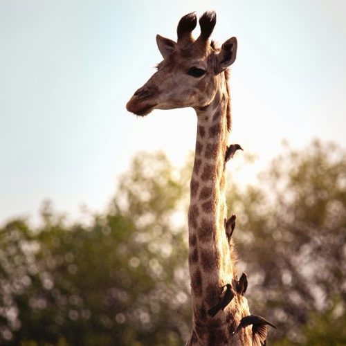 Tanzania-safari
