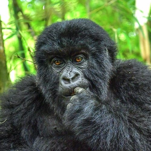 Uganda