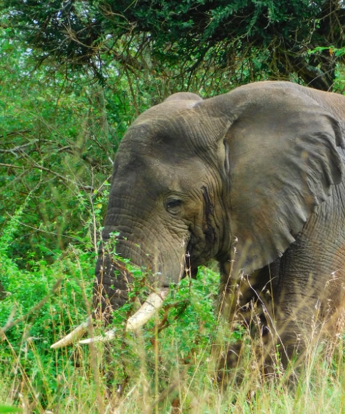 This 1-Day Akagera National Park Safari takes you to Rwanda's only famous savannah Park, which is located in the eastern part of Rwanda