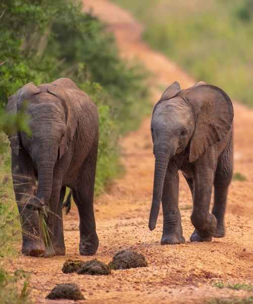 14 Days Gorillas Chimps and Birds of Uganda Tour