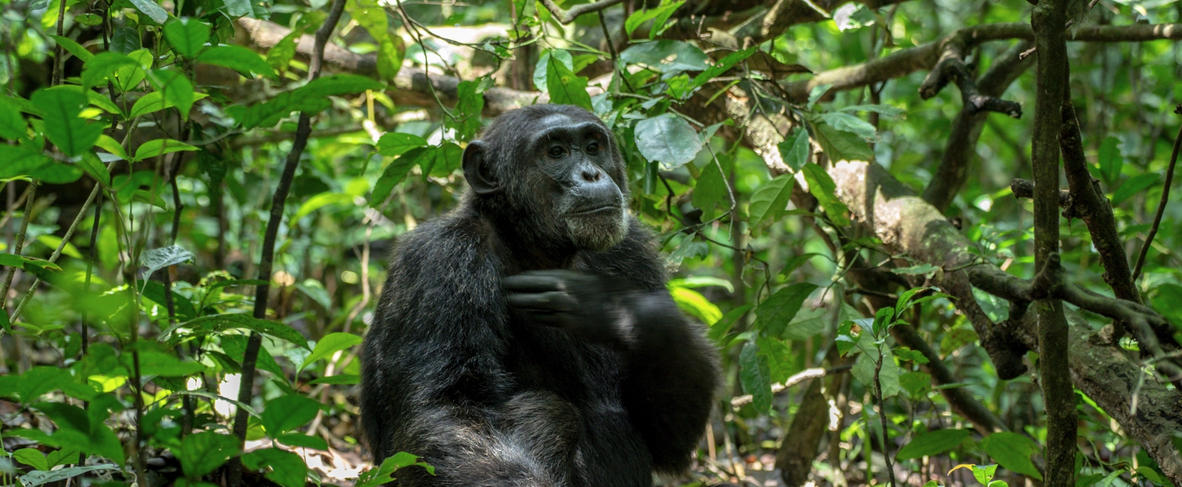 2 Days Chimpanzee Trekking Nyungwe National Park Tour