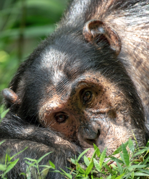 This 2-Day Nyungwe Chimpanzee Trekking Tour starts with an exciting trek through the rainforest to see chimpanzees