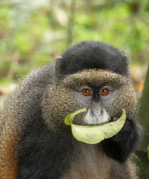 This 2-day Golden Monkey Trekking Safari in Rwanda focuses on the trip, where trekkers spend time with the golden monkeys