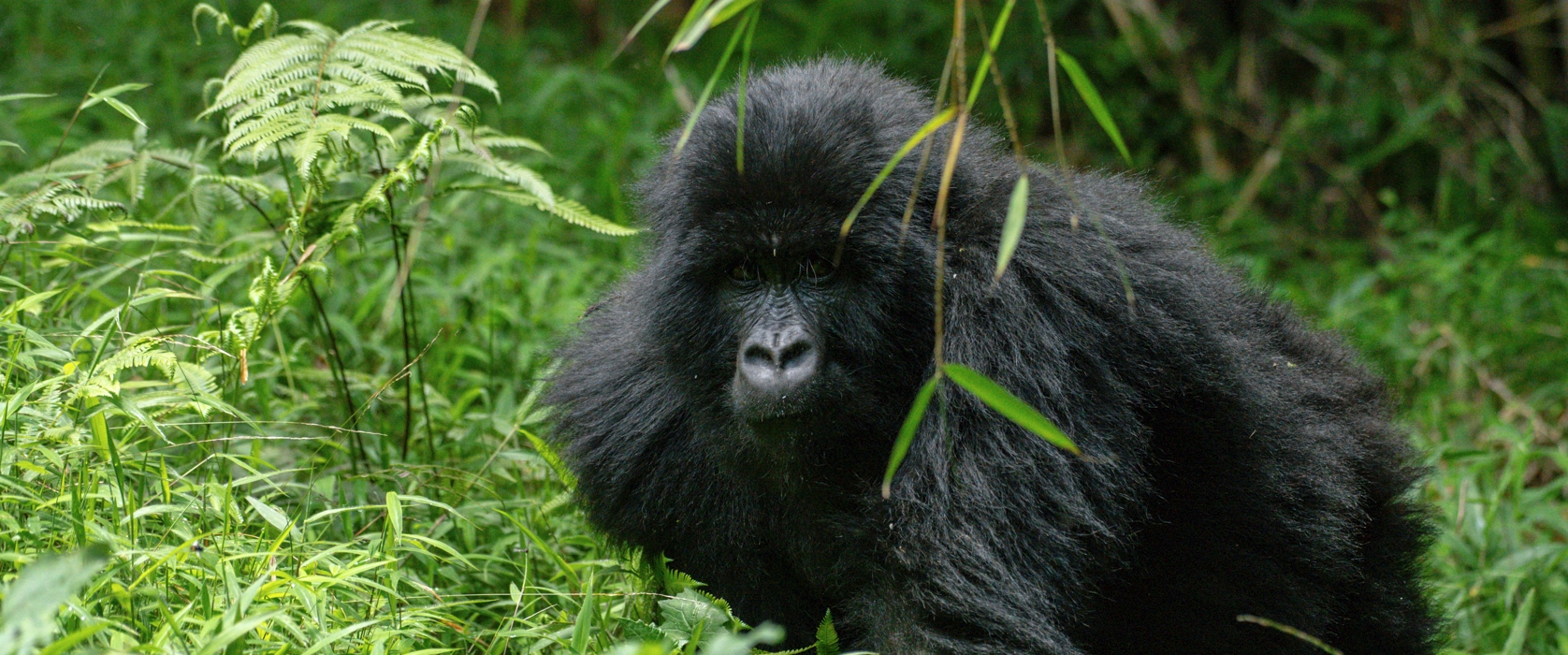 2 Days Gorilla Tracking Safari in Rwanda