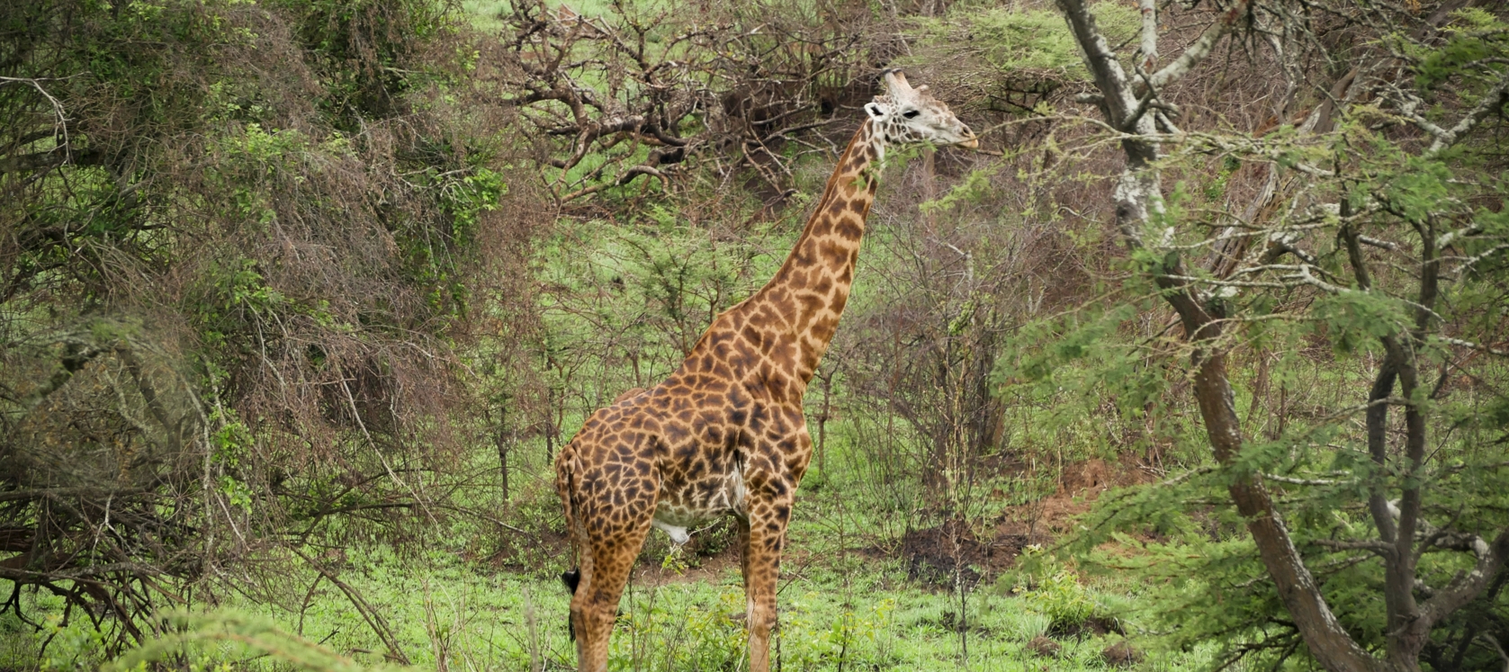 2 Days Safari Adventure Akagera National Park
