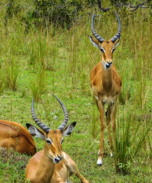 2 Days Safari Adventure Akagera National Park