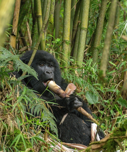 This 2-day Gorilla Trekking Safari in Rwanda is ideal for those who have no time and would like to visit the mountain gorillas