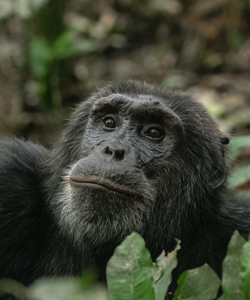3 Days Chimpanzee trekking in Nyungwe Forest National Park