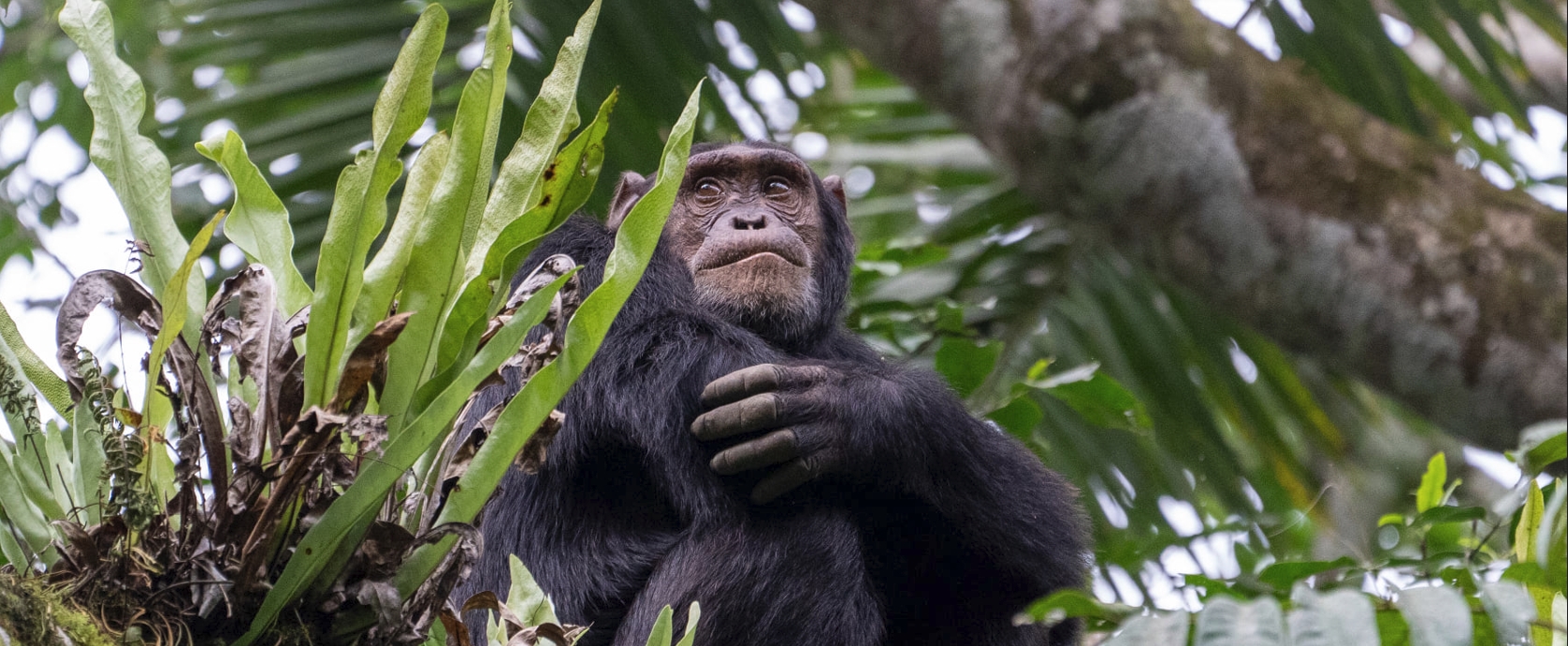 3 Days Chimpanzee trekking in Nyungwe Forest National Park