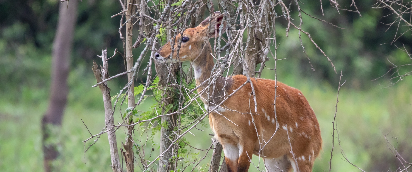 3 Days Lake Mburo National Park Safari