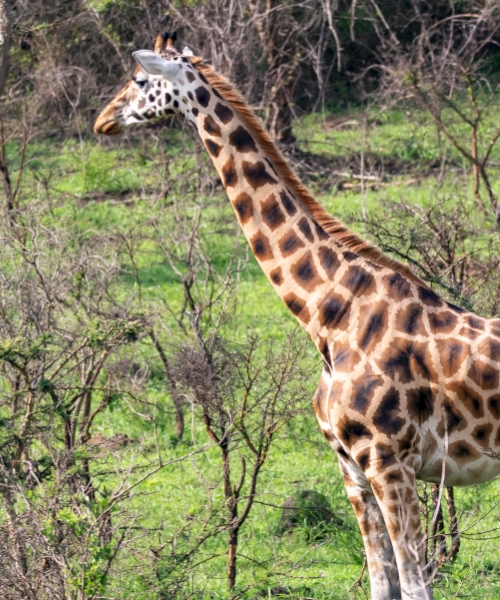 3 Days Lake Mburo National Park Safari