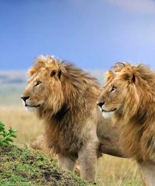 3 Days Queen Elizabeth National Park Safari