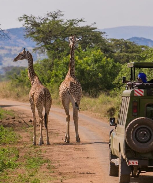 This 3-Day Akagera Wildlife Safari Rwanda takes you to Rwanda's only savannah Park that offers unique wildlife adventures