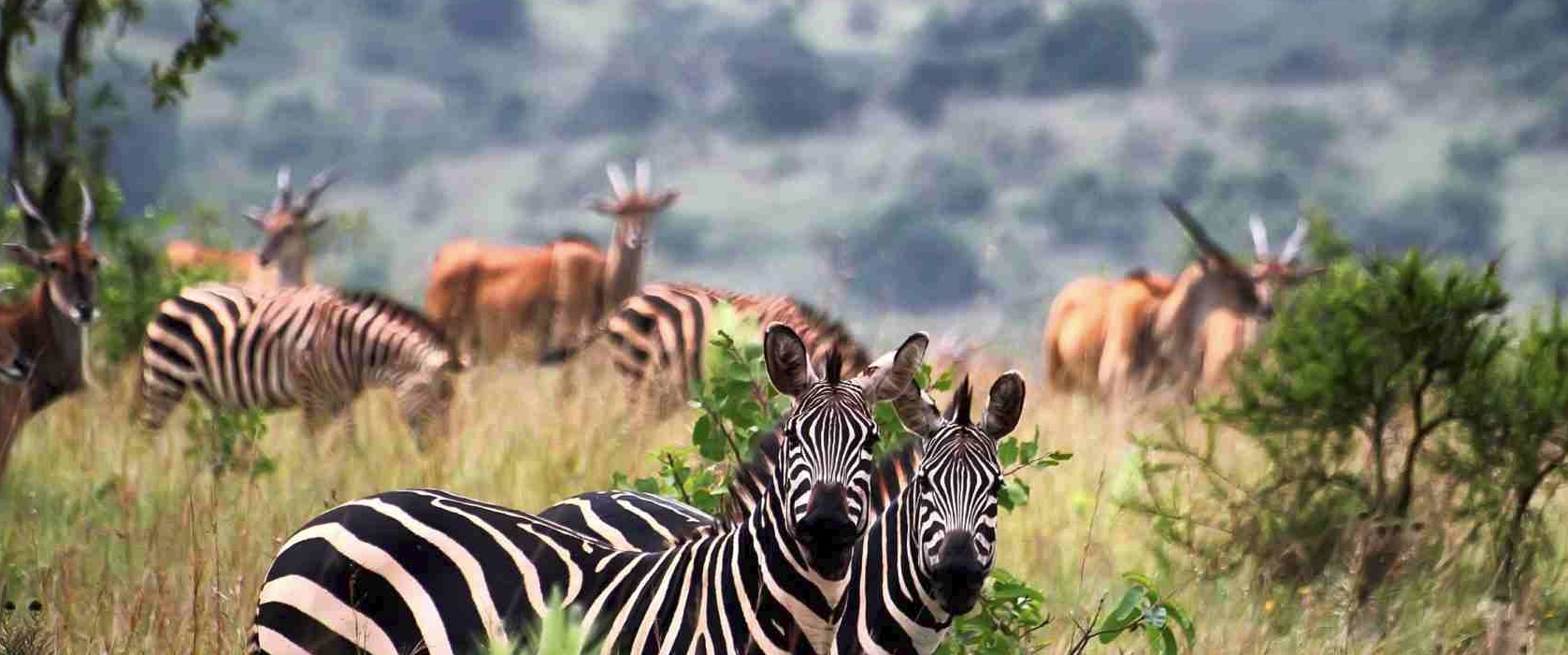 3 Days Wildlife Safari Akagera National Park Rwanda