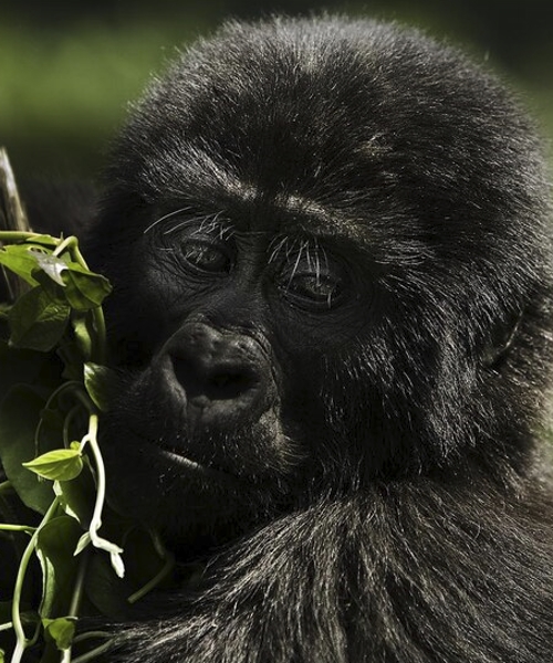 3-Day Rwanda Gorillas and Dian Fossey Hike is a memorable journey into the heart of Rwanda’s perfect wilderness