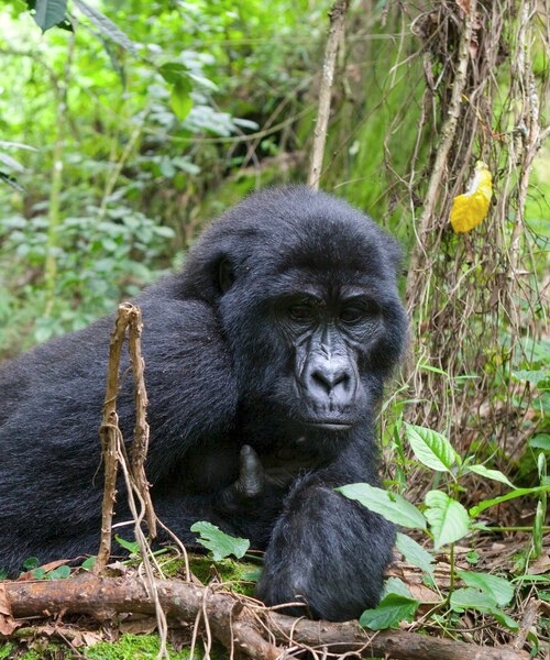 This 4-day Gorilla and Chimpanzee tour in Uganda, combining a visit to the Bwindi Impenetrable Forest and Kibale Forest for mountain