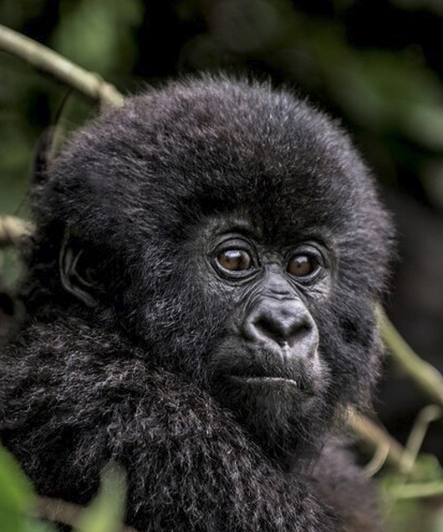 4 days Gorillas and Batwa Trails tour