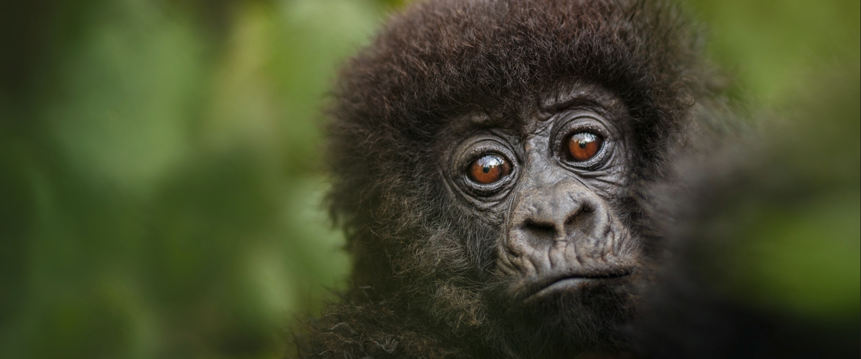 4 days Gorillas and Chimps tour in Uganda