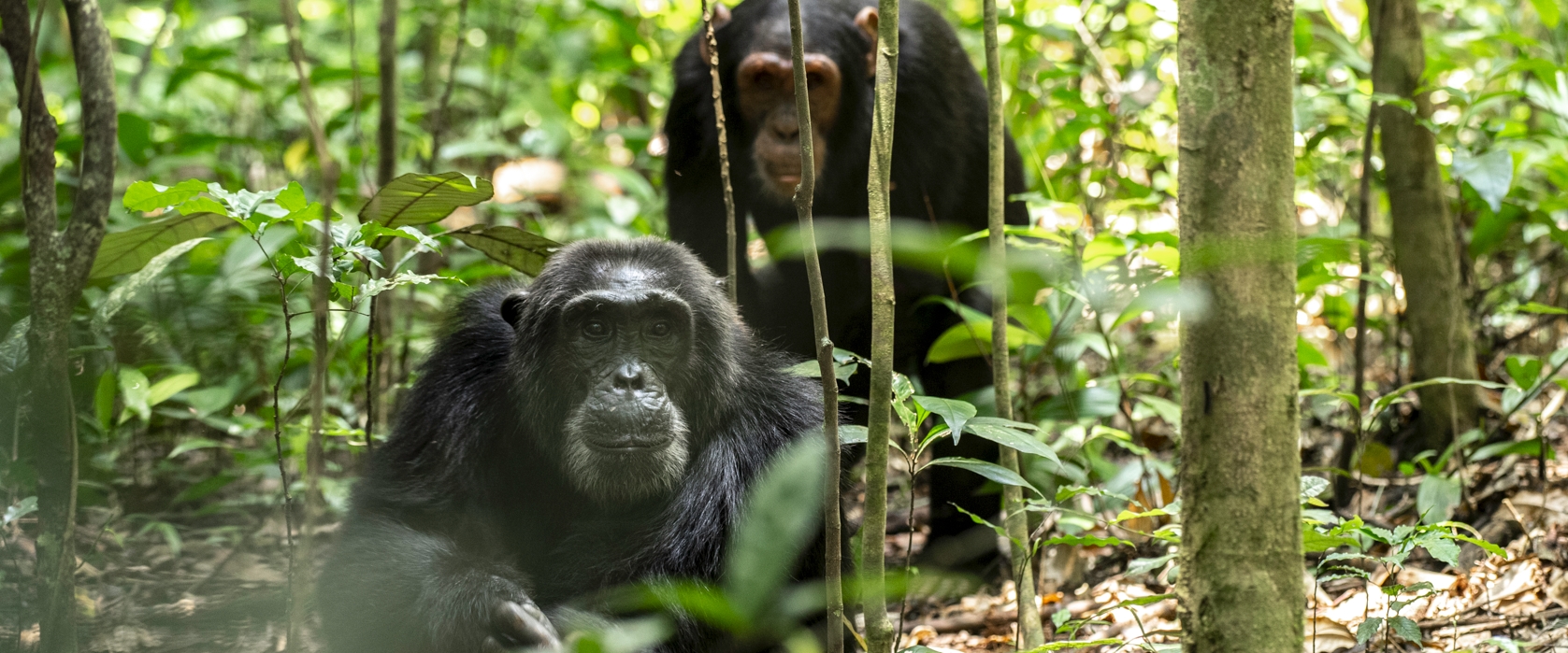 5 Days Primates and Wildlife Paradise