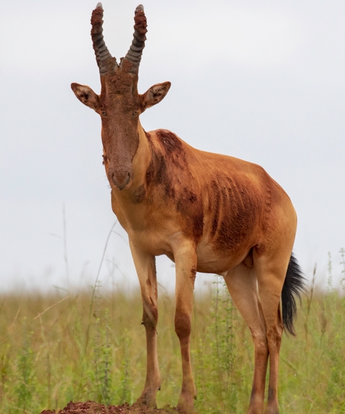 This 5 Days Primates and Wildlife Paradise is a short tour to Kibale forest and Queen Elizabeth National Park