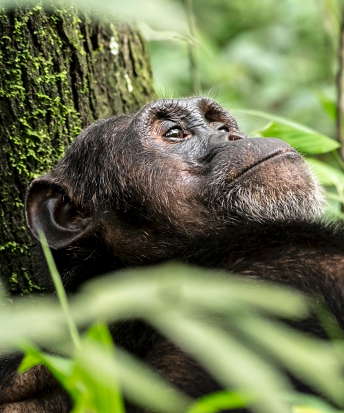 7 days Safari from Uganda to Rwanda