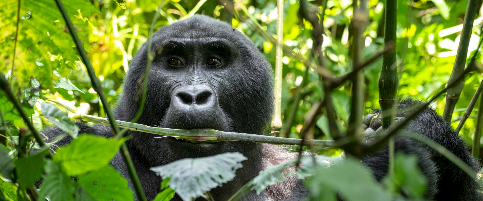 7day Safari from Uganda to Rwanda