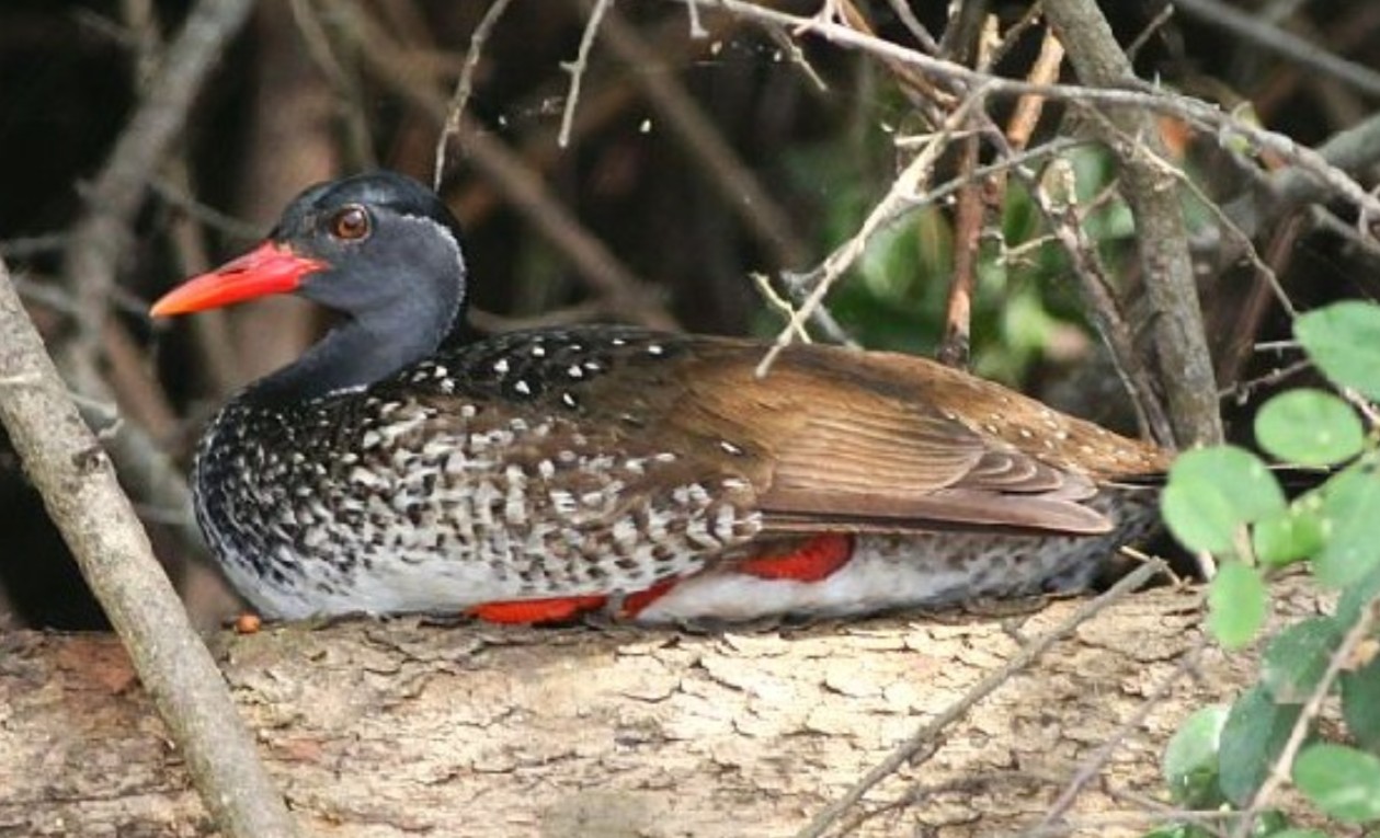 Bird Species in Lake Mburo National Park: This park spans 370 km and is an excellent destination for birding safaris