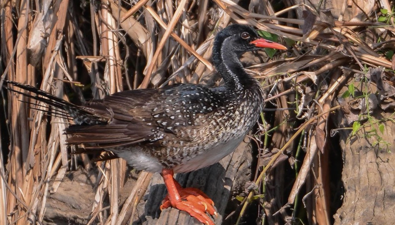 Lake Mburo: A Paradise for Birdwatchers in Uganda: The park is home to over 332 bird species, making it the best spot in Uganda for acacia