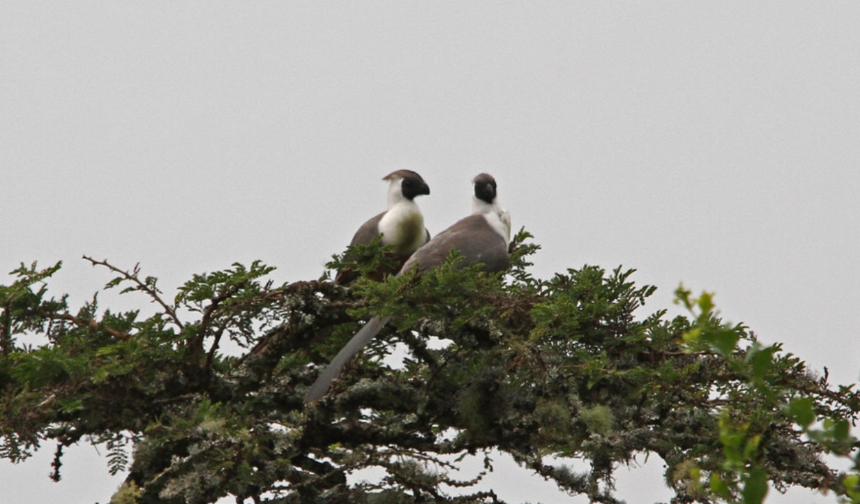 Bird Species to See in Lake Mburo National Park: Uganda's smallest savannah park, which spans 370 km² and is an excellent place