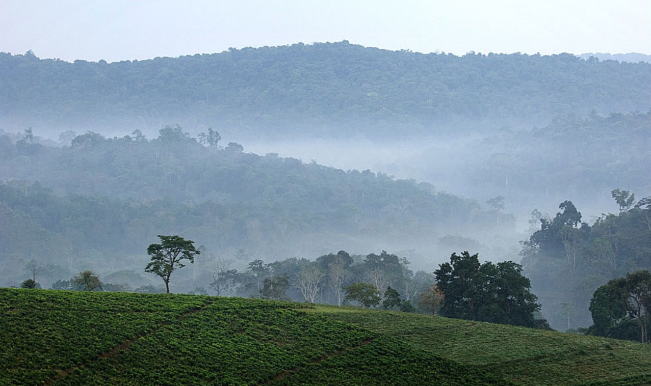 A Guide for Australian Travellers to Bwindi: Do you intend to travel with the mountain gorillas in Bwindi while you're in Australia?