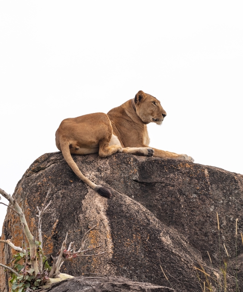 This 14-day Eastern Uganda Budget Tour will give you the chance to discover the beauty and diverse wildlife of Uganda