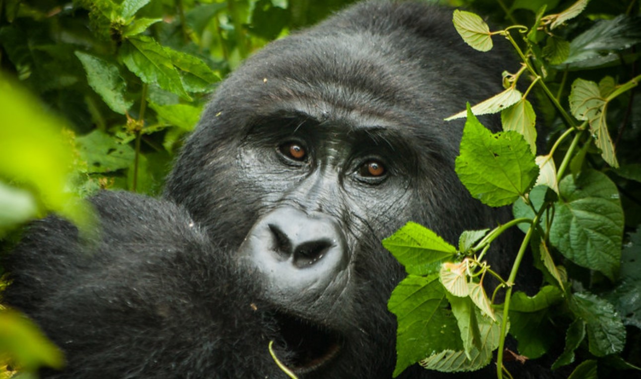 Booking Gorilla Permits in Bwindi is the key mandatory requirement for all travellers planning to trek mountain gorillas in Bwindi