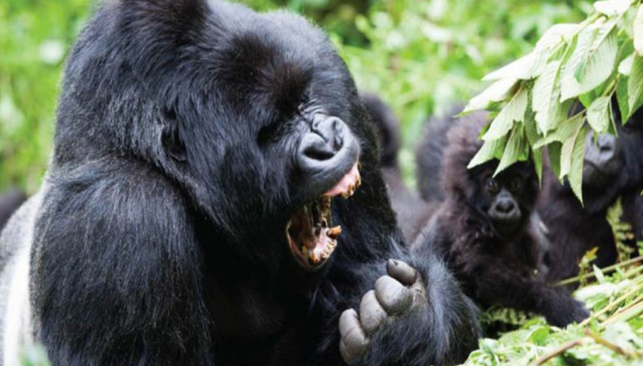 Virunga Primate Trekking Experience: Uganda vs Rwanda: The Virunga volcanoes are a stunning range of mountains located in Rwanda, Uganda