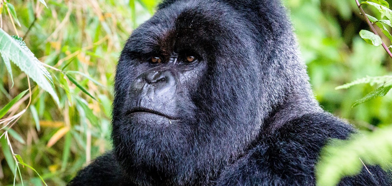 How to Book a Gorilla Trekking Permit in Uganda: The legal pass that permits travellers to track and observe mountain gorillas