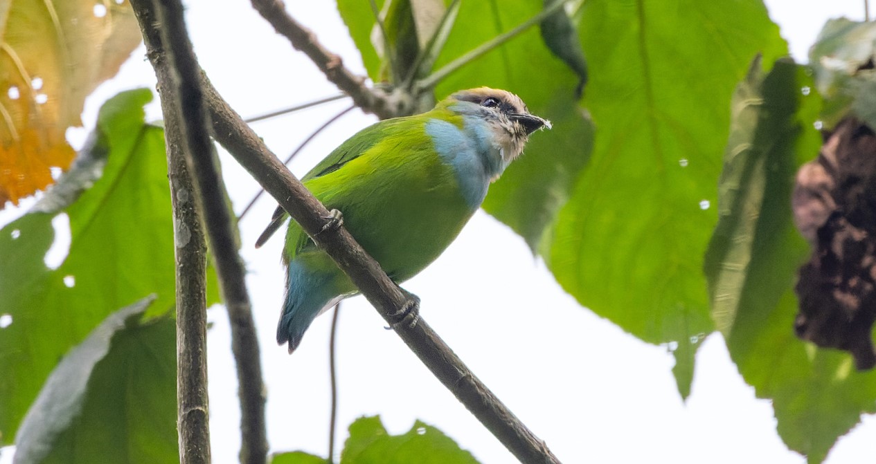 Birds of Bwindi Impenetrable Forest: This is one of Uganda’s top birding destinations that supports birdlife with 361 bird species