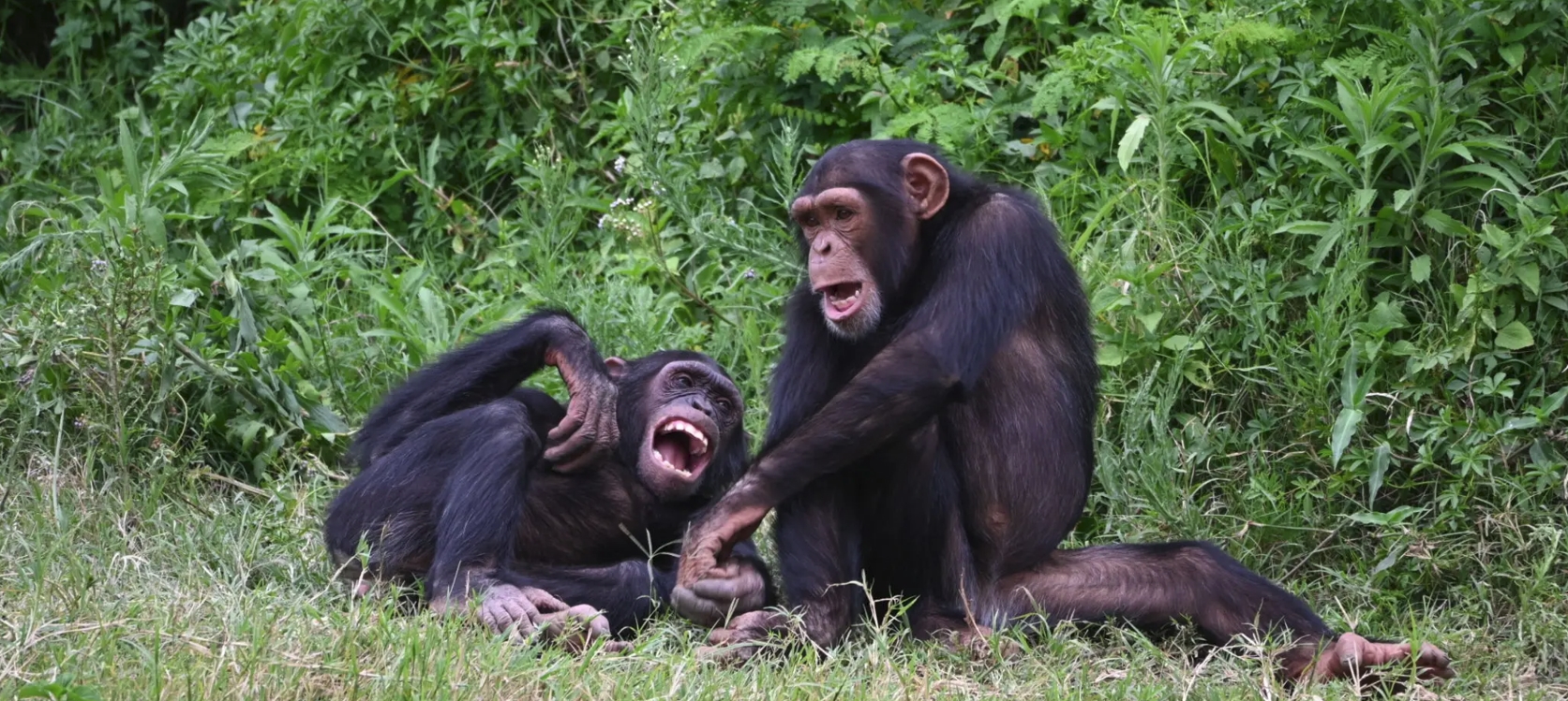 3-Day Entebbe and Ngamba Chimpanzee Tour