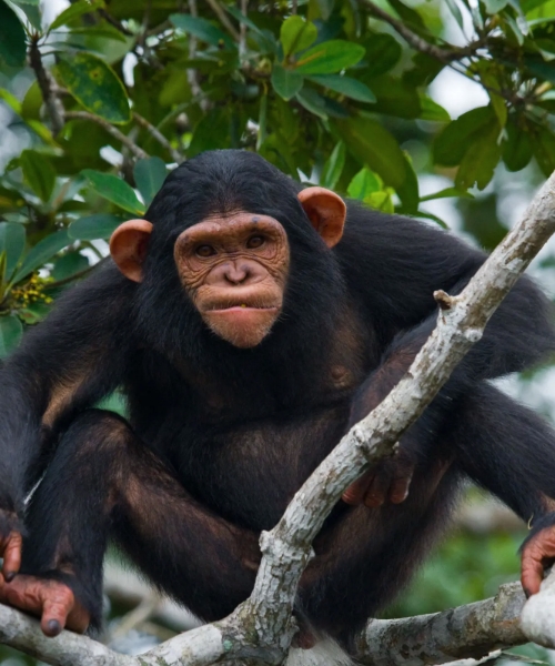3-Day Entebbe and Ngamba Chimpanzee Tour