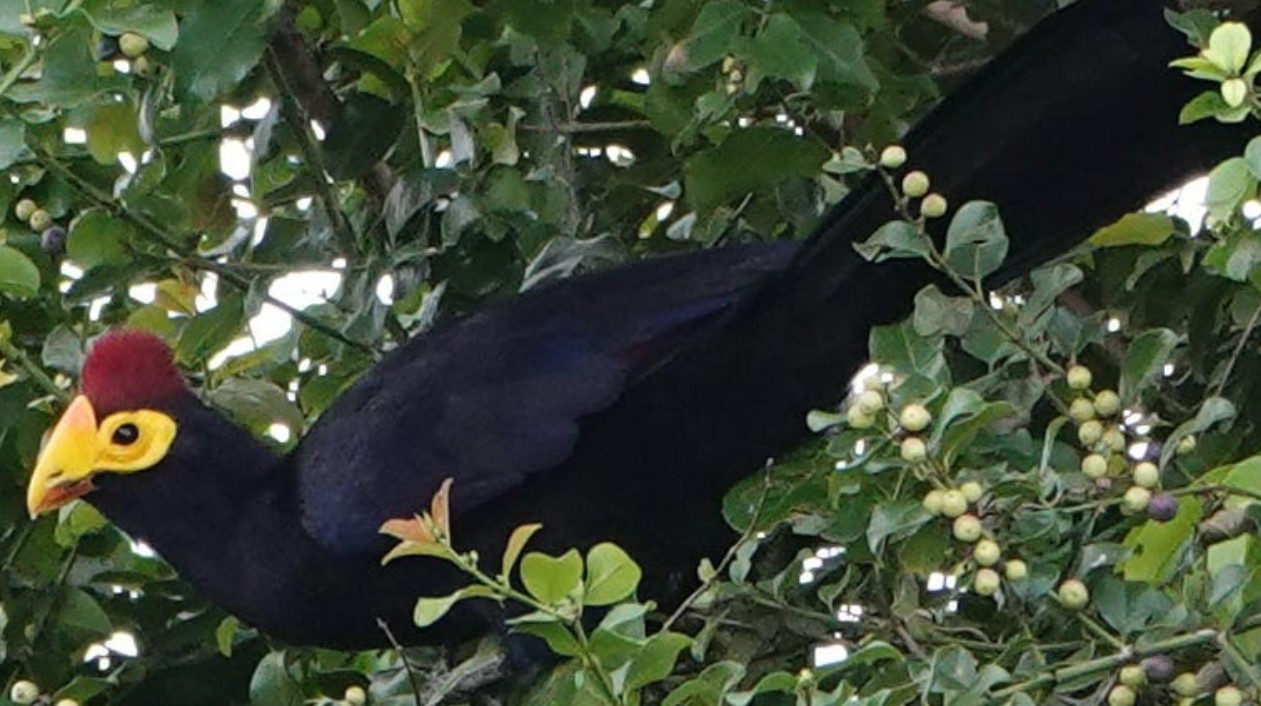 Birdwatching in Bwindi Impenetrable National Park: With a total of 350 bird species, Bwindi is among the top birding hotspots in Uganda