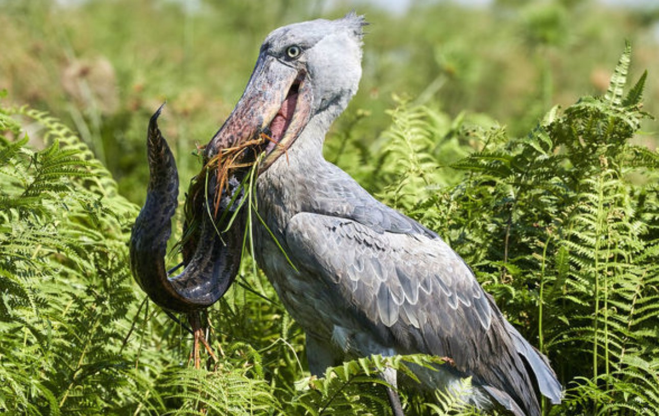 Birdwatching Safaris in Uganda: The country is a prime location for birdwatching, featuring over 1065 bird species, including 24